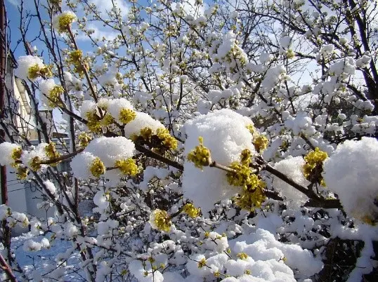 Growing dogwood at home from a bone