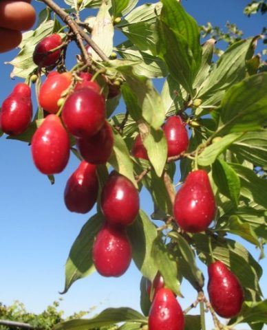 Growing dogwood at home from a bone