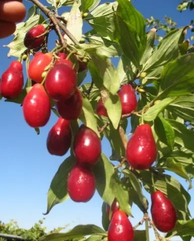 Growing dogwood at home from a bone