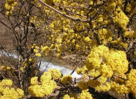 Growing dogwood at home from a bone