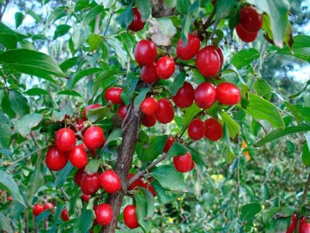 Growing dogwood at home from a bone