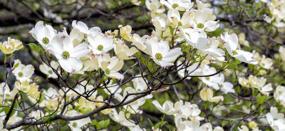 Growing dogwood at home from a bone