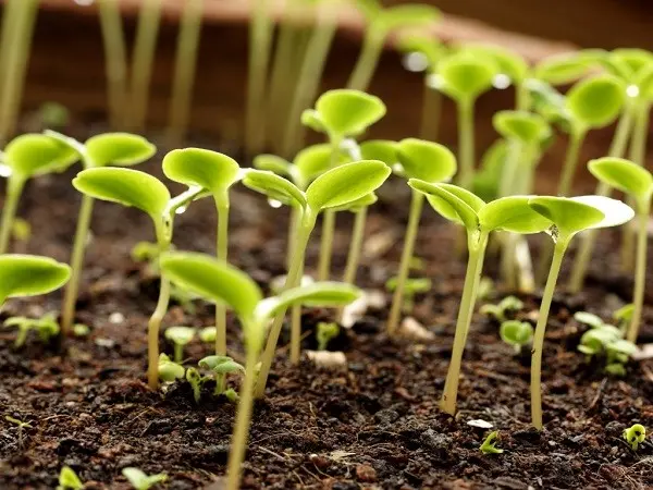 Growing eggplant in a polycarbonate greenhouse: tips