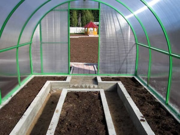 Growing eggplant in a polycarbonate greenhouse: tips