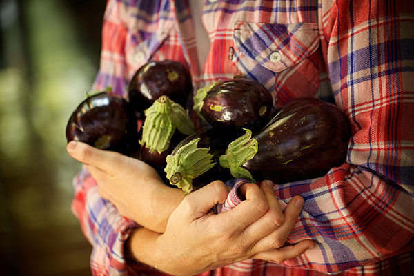 Growing eggplant in a polycarbonate greenhouse: tips