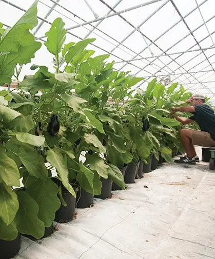 Growing eggplant in a polycarbonate greenhouse: tips