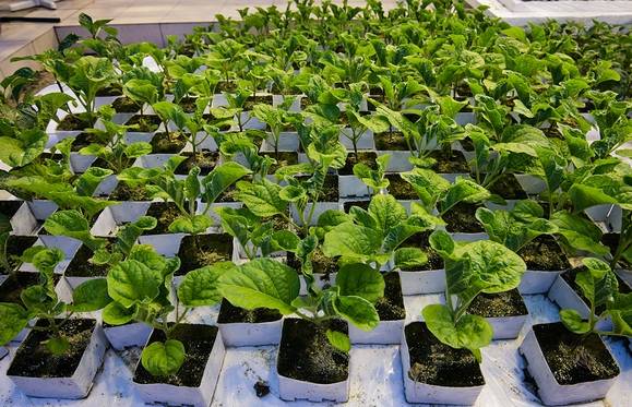 Growing eggplant seedlings at home