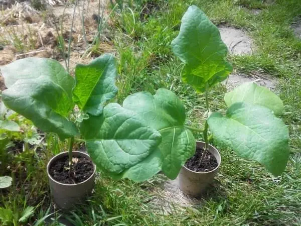 Growing eggplant seedlings at home