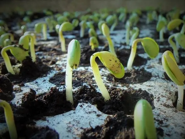 Growing eggplant seedlings at home