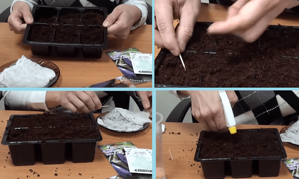 Growing eggplant seedlings at home