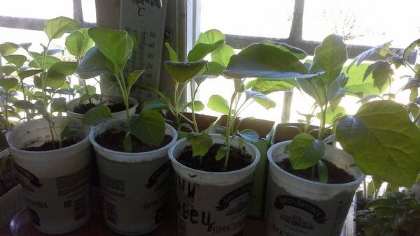 Growing eggplant seedlings at home