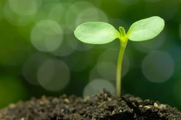 Growing eggplant seedlings at home