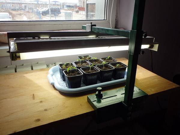 Growing eggplant seedlings at home