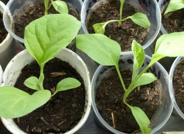 Growing eggplant seedlings at home