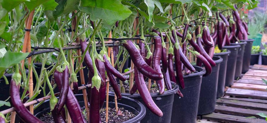 Growing eggplant seedlings at home