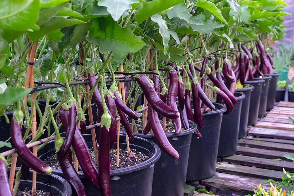 Growing eggplant seedlings at home