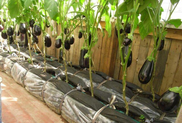 Growing eggplants in a polycarbonate greenhouse