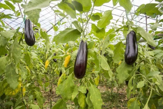 Growing eggplants in a polycarbonate greenhouse