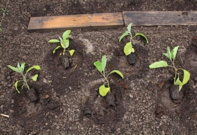 Growing eggplants in a polycarbonate greenhouse