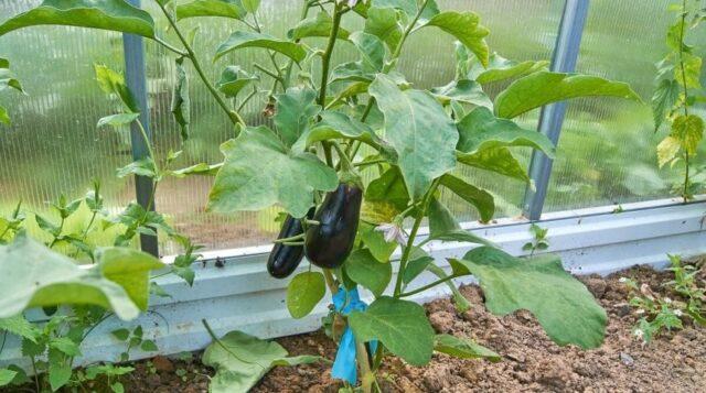 Growing eggplants in a polycarbonate greenhouse