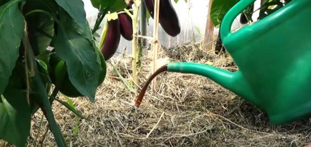 Growing eggplants in a polycarbonate greenhouse