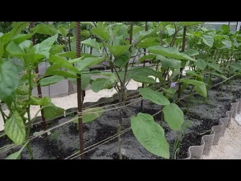 Growing eggplants in a polycarbonate greenhouse