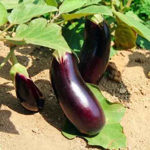 Growing eggplants in open ground