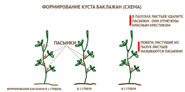 Growing eggplants in open ground