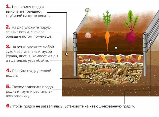 Growing eggplants in open ground