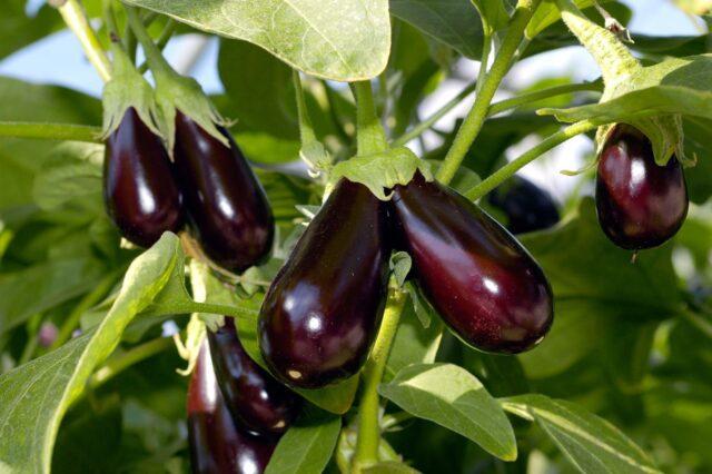 Growing eggplants in open ground