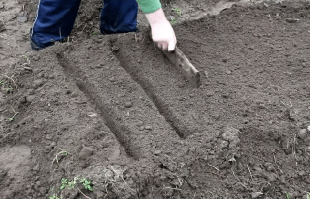 Growing eggplants in open ground