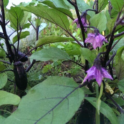 Growing eggplants in open ground