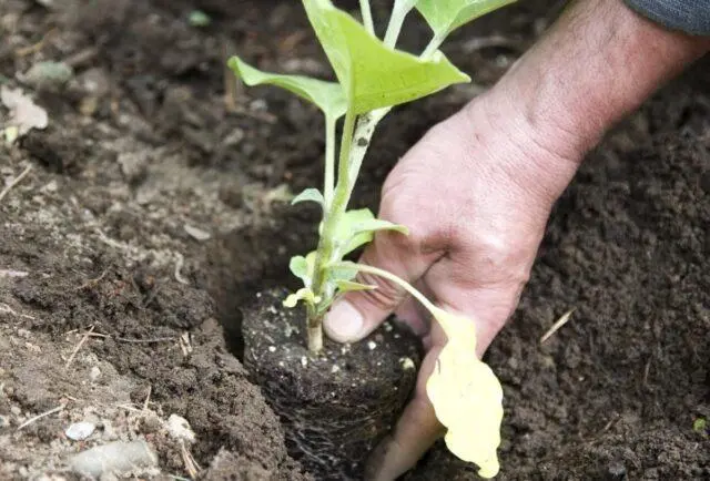 Growing eggplants in open ground