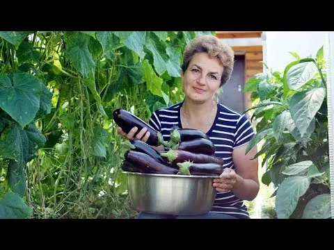 Growing eggplants in open ground