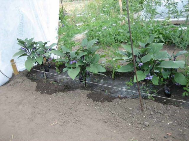 Growing eggplants in open ground