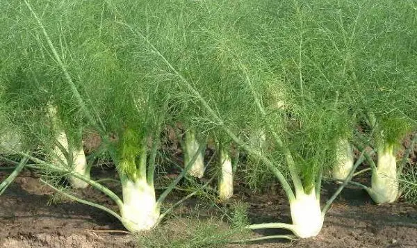 Growing fennel from seeds: step by step instructions