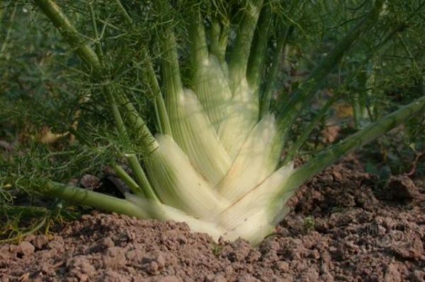 Growing fennel from seeds: step by step instructions