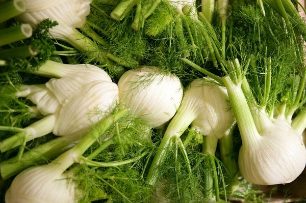 Growing fennel from seeds: step by step instructions