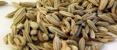 Growing fennel from seeds: step by step instructions