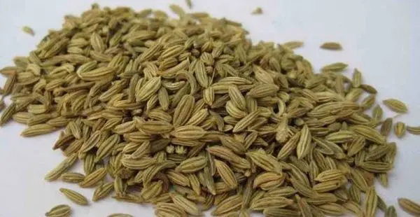 Growing fennel from seeds: step by step instructions