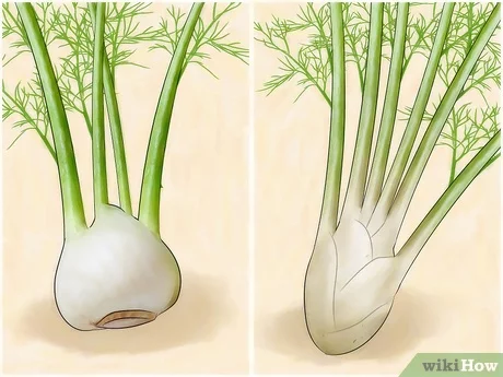 Growing fennel from seeds: step by step instructions