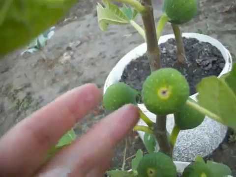 Growing figs at home: transplanting, crown formation, care