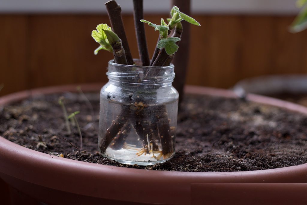 Growing figs at home: transplanting, crown formation, care