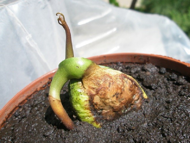 Growing figs at home: transplanting, crown formation, care