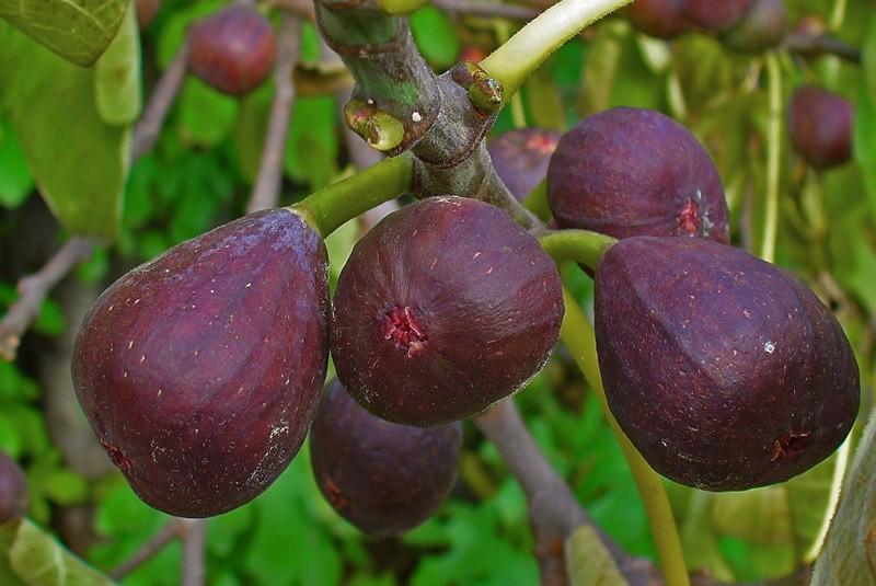 Growing figs at home: transplanting, crown formation, care