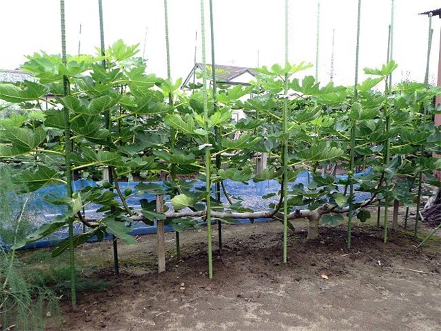 Growing figs at home: transplanting, crown formation, care