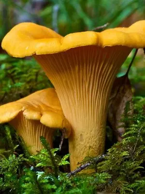 Growing forest mushrooms in a summer cottage with your own hands