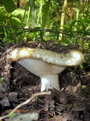 Growing forest mushrooms in a summer cottage with your own hands