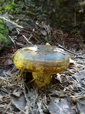 Growing forest mushrooms in a summer cottage with your own hands