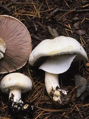 Growing forest mushrooms in a summer cottage with your own hands